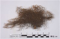 藏品(長角剪葉蘚)的圖片